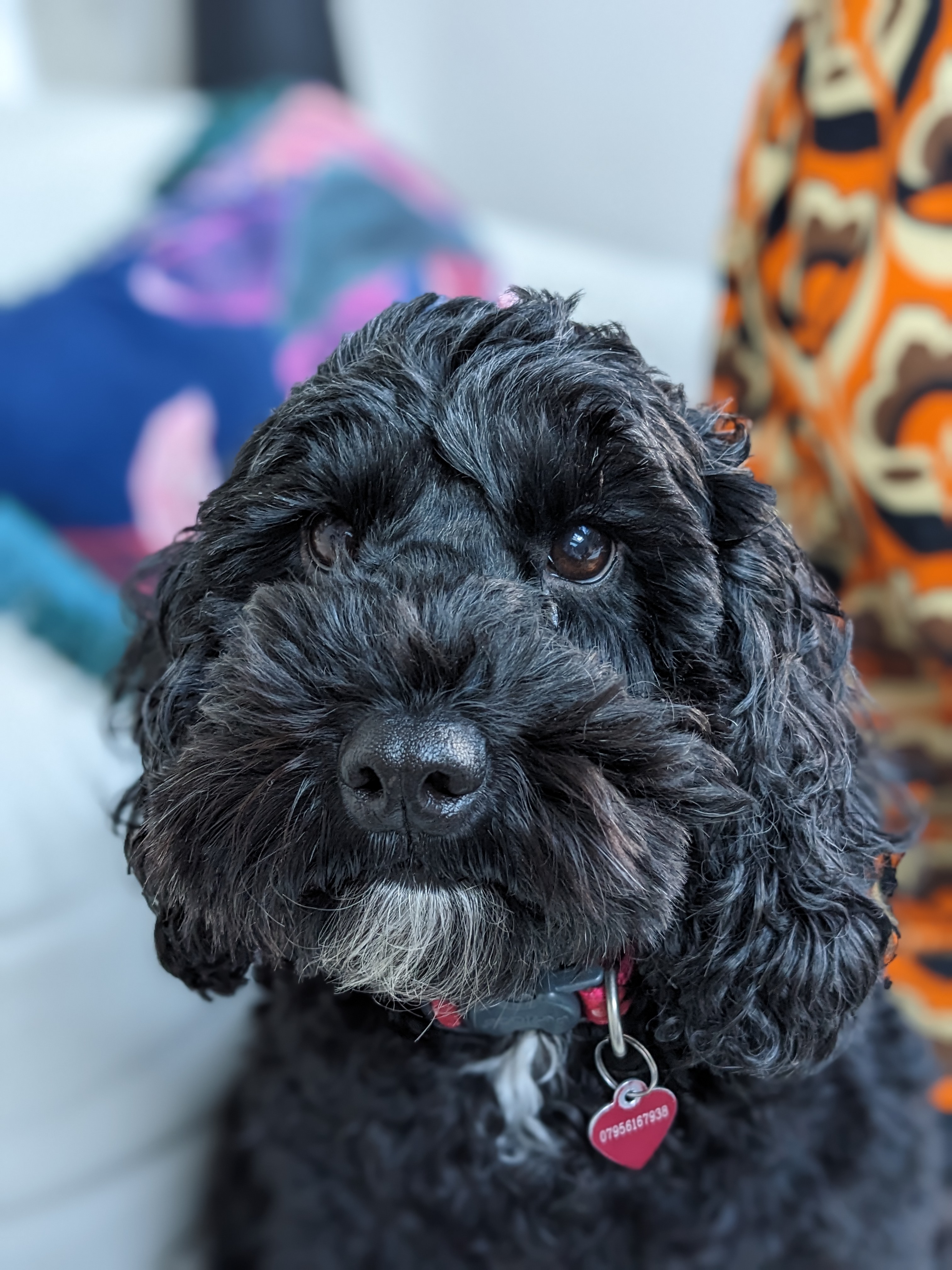 Image of Dottie